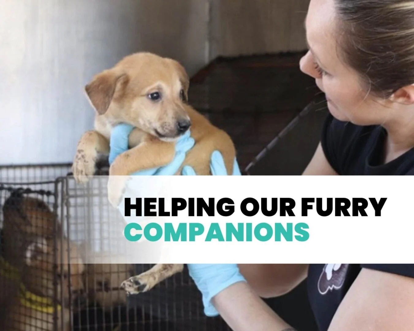 Bringing in New Life: Repurposing Dialysis Bags for Animal Care