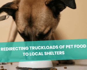 Dog eating food
